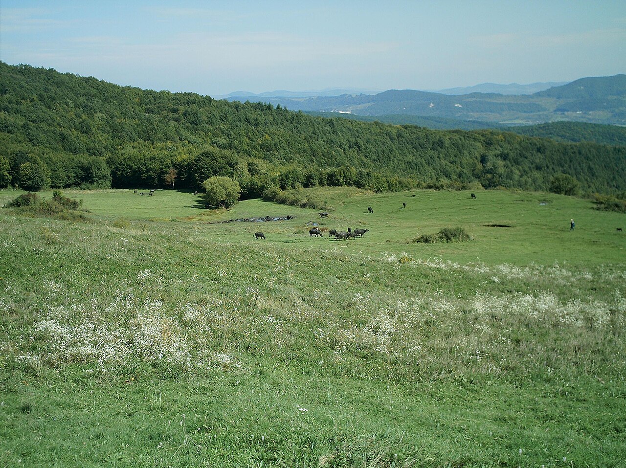 Investiții Lespezi – vaci la marginea unui sat, imagine ilustrativă